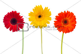 three  daisy herbera flowers