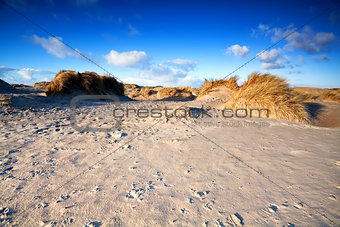 sand dunes on beach in Ijmuiden, Holland