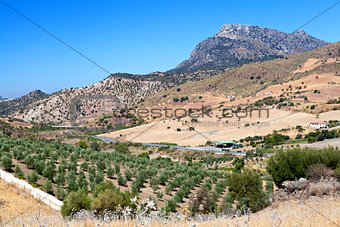 olive tree fields and mountain in Montecorto, Spain