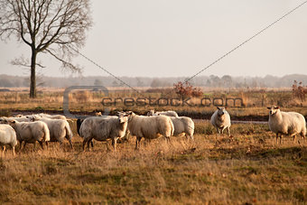sheep herd on meadows in Dwingelderveld