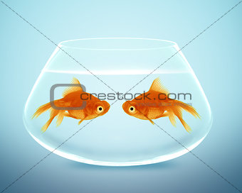 Two goldfish  falling in love