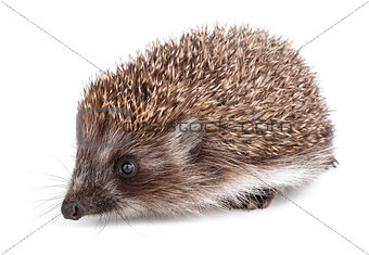 Small hedgehog