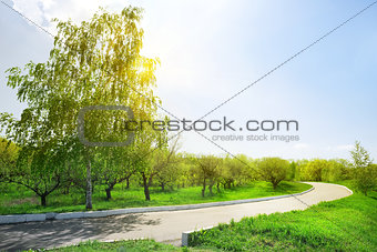 Asphalt road in the park