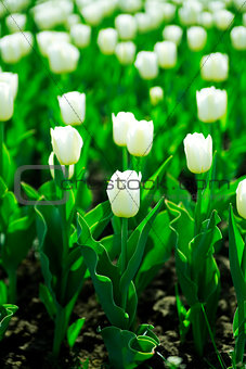 gentle white tulips on summer flower bed