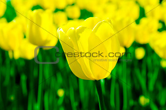 big yellow tulip on a background of flower bed