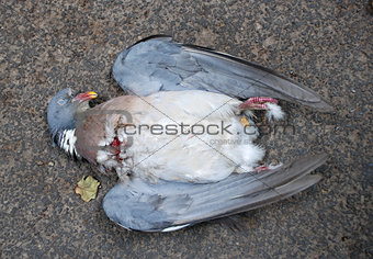 Wood pigeon killed by a car 