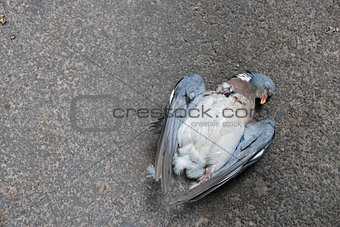 Dead pigeon lying on the road