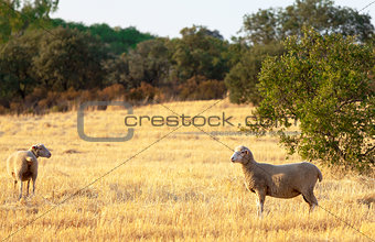 Sheep grazing in a paddock