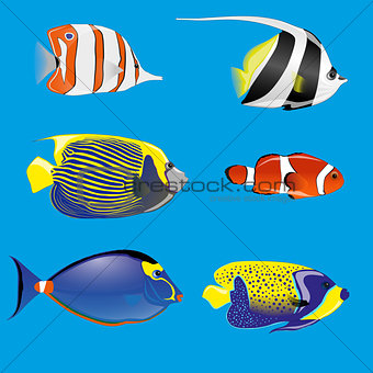 tropical fishes