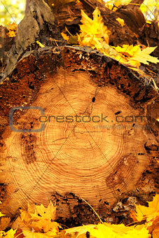 Autumn leaves and log