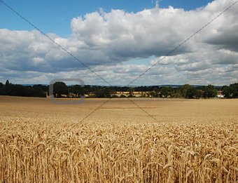 Clouds gathering over a wheat field
