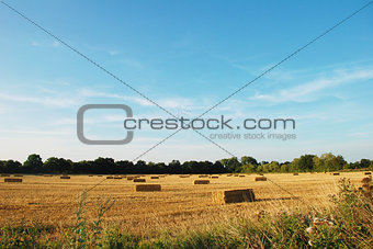 Flock of birds above a field of straw bales