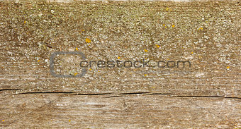 Natural fir wood texture