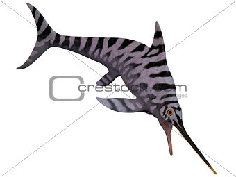 Eurhinosaurus Ichthyosaur on White