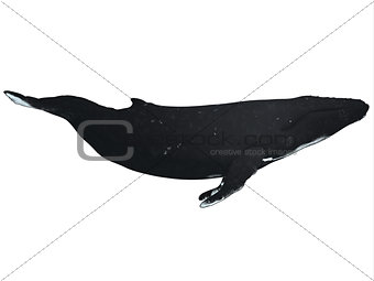 Humpback Whale Profile