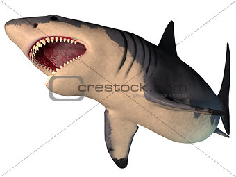 Megalodon Shark on White