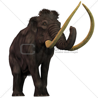 Woolly Mammoth on White