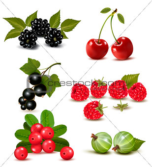 Big group of fresh berries and cherries. Vector illustration 