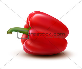 Fresh red pepper. Vector