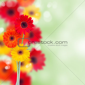 herbera flowers background
