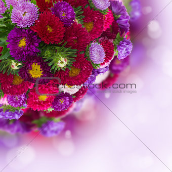 bouquet of fresh aster flowers on bokeh background