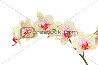 white with violet orchid flowers