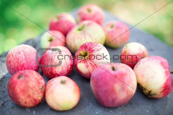 Red apples on a rock