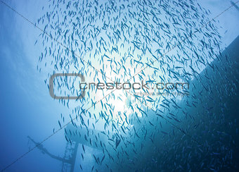 Shoal of fish in the sun