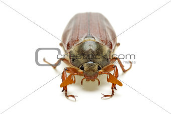 May-bug (tree beetle, Melontha Vulgaris)