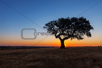 Single tree in a wheat field on a background of sunset