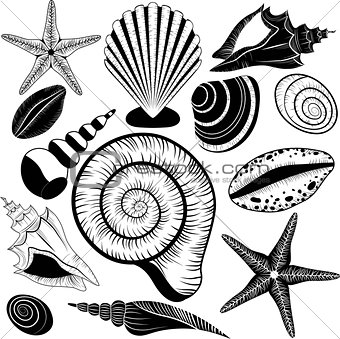 Shells collection. Vector set with seashells and starfish