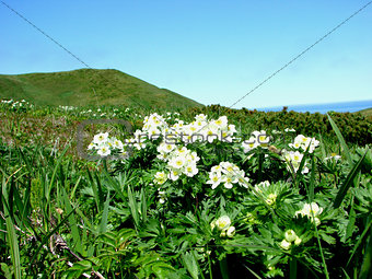 island Urup flowers