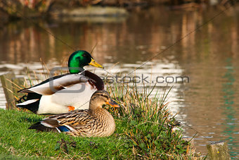 2 ducks in love