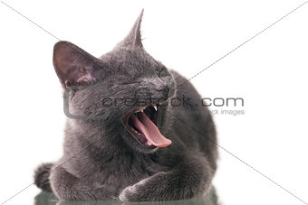 Chatreaux Kitten Yawning