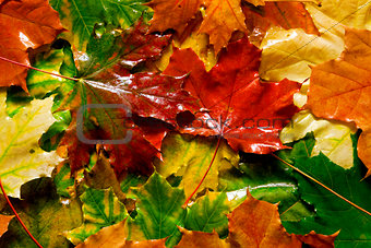 wet yellow and red mapple leaves as autumn background