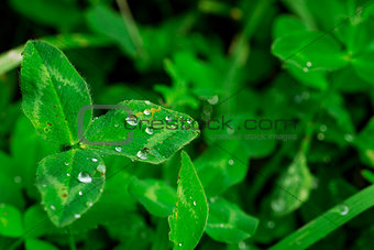 green leaves with raindrops as summer background