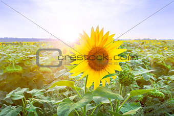 Blooming field of sunflowers at dawn