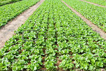 Fresh Chinese cabbage