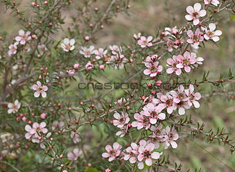 Spring Australian wildflower Leptospernum Pink Cascade flower