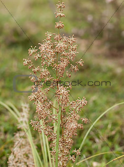 Australian native grass plant Lomandra multiflora Matrush