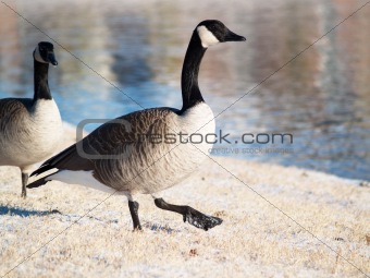 Goose, GooseStepping in Snow