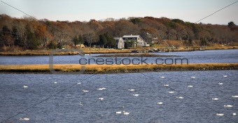 Snow Geese in Russells Mills, Dartmouth, Massachusetts