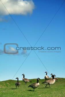 Geese and blue sky