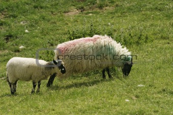 Irish Ewe and Lamb