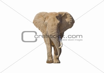 Isolated Elephant