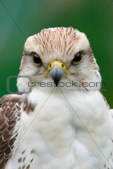 Young Falcon