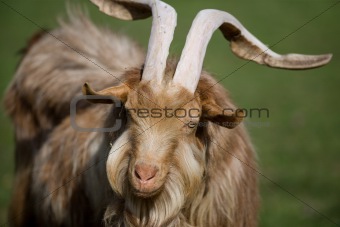 Shaggy goat