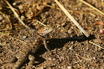 Arizona Desert Lizard