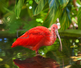 Scarlet Ibis Wading
