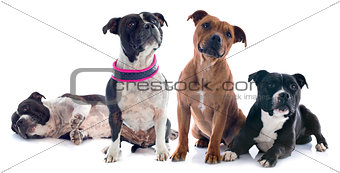 four staffordshire bull terrier